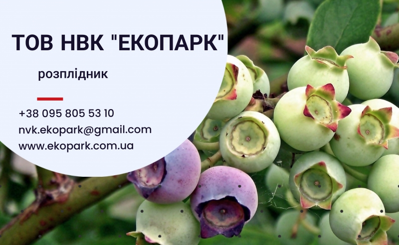 Акція на лохину Блюкроп